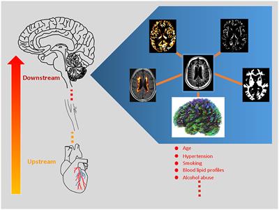 Editorial: White matter hyperintensities: the messages beneath and beyond